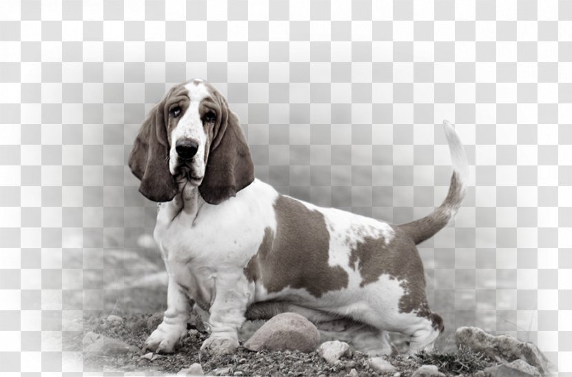 Basset Hound Artésien Normand Dog Breed Companion Snout - Bassett's Transparent PNG