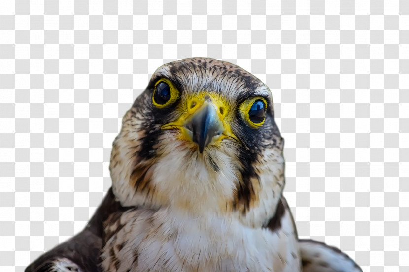 Owls Hawk Beak Close-up Transparent PNG