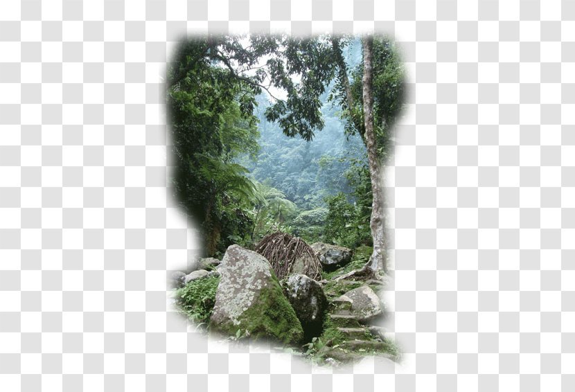 Philippines Rainforest Landscape Vegetation Jungle Transparent PNG