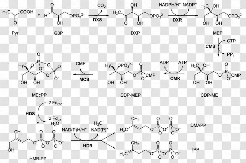 Non-mevalonate Pathway Mevalonic Acid Metabolic Isopentenyl Pyrophosphate - Watercolor - Note Books Transparent PNG