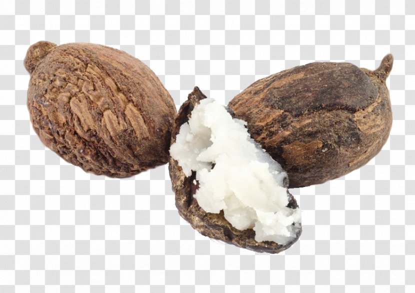 Shea Butter Vitellaria Nut Goat Milk - Essential Oil - Cacao Theobroma Transparent PNG