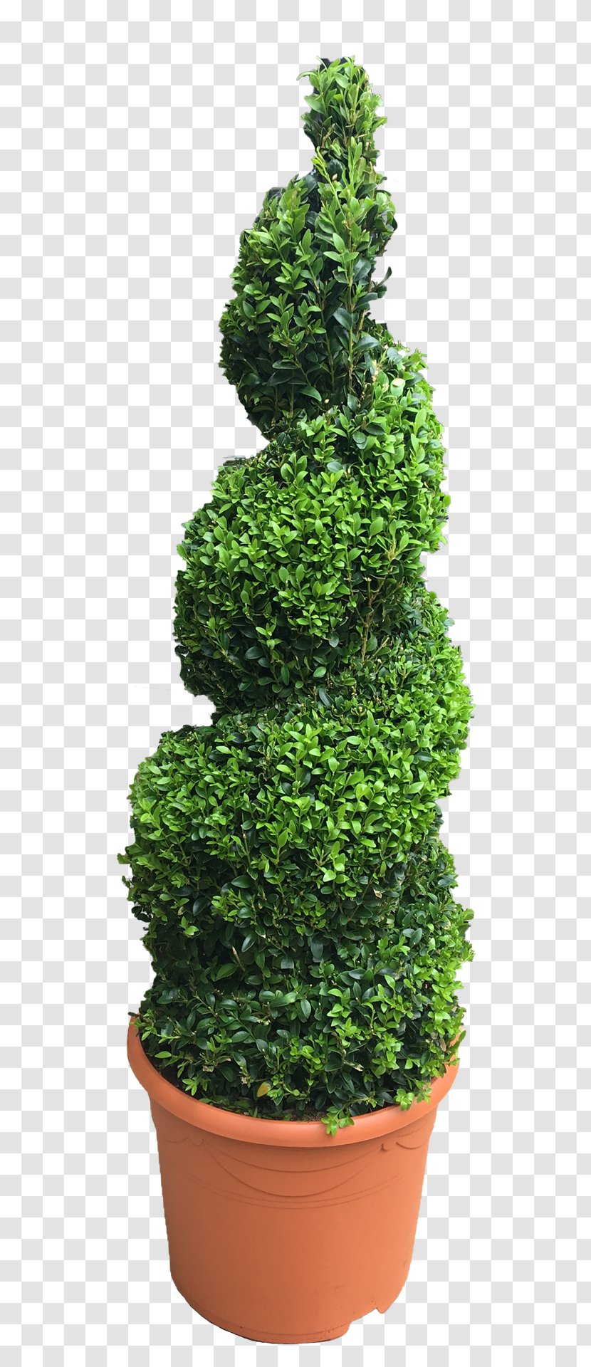 Fir Shrub English Yew Flowerpot Spruce - Houseplant - Topiary Transparent PNG