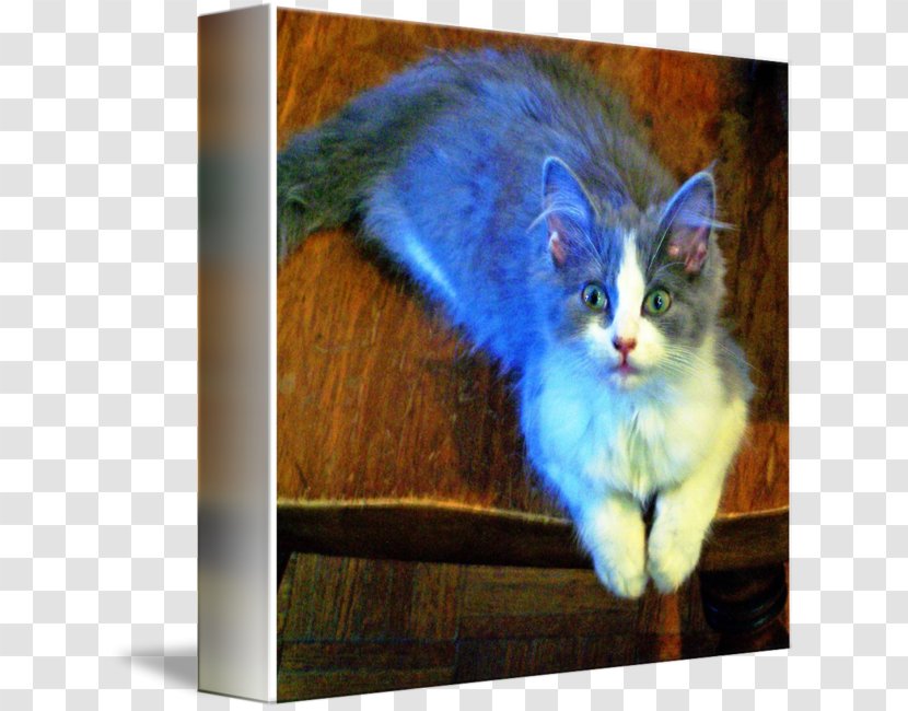 Whiskers Nebelung Kitten Fauna Tail Transparent PNG