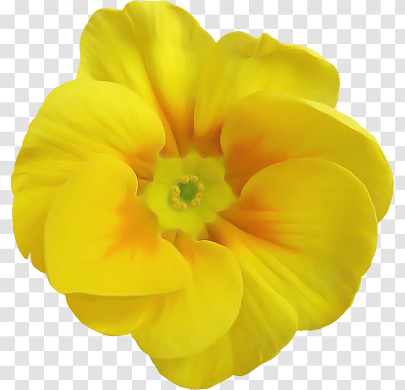 Petal Flower Yellow Flowering Plant - Evening Primrose Family Primula Transparent PNG