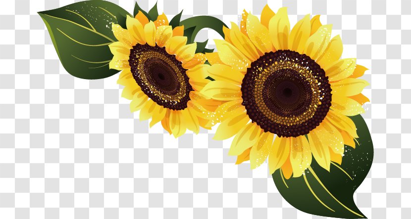 Common Sunflower Euclidean Vector - Sunflowers Transparent PNG