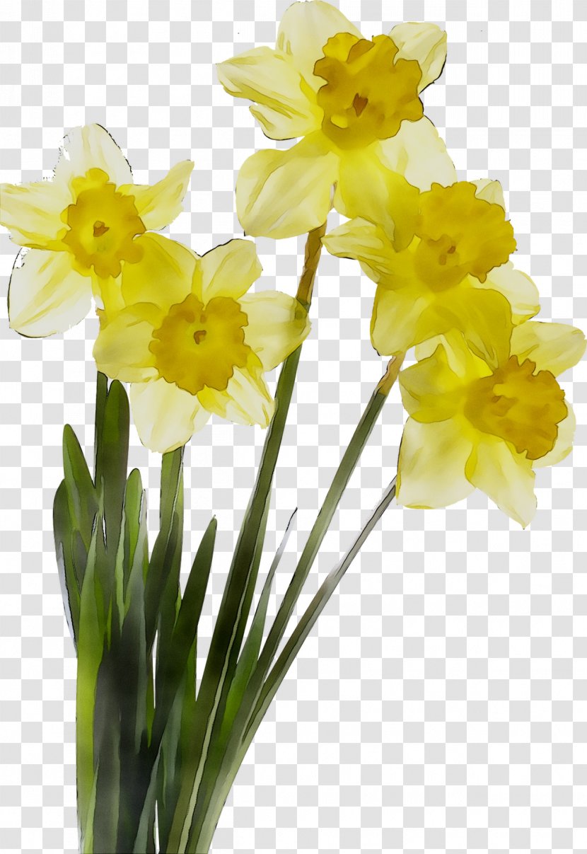 Daffodil Cut Flowers Plant Stem Color - Flower Transparent PNG