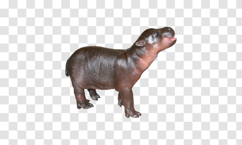 Pygmy Hippopotamus Giant Panda Baby Hippos ZooBorns The Next Generation: Newer, Cuter, More Exotic Animals From World's Zoos And Aquariums - Cuteness Transparent PNG