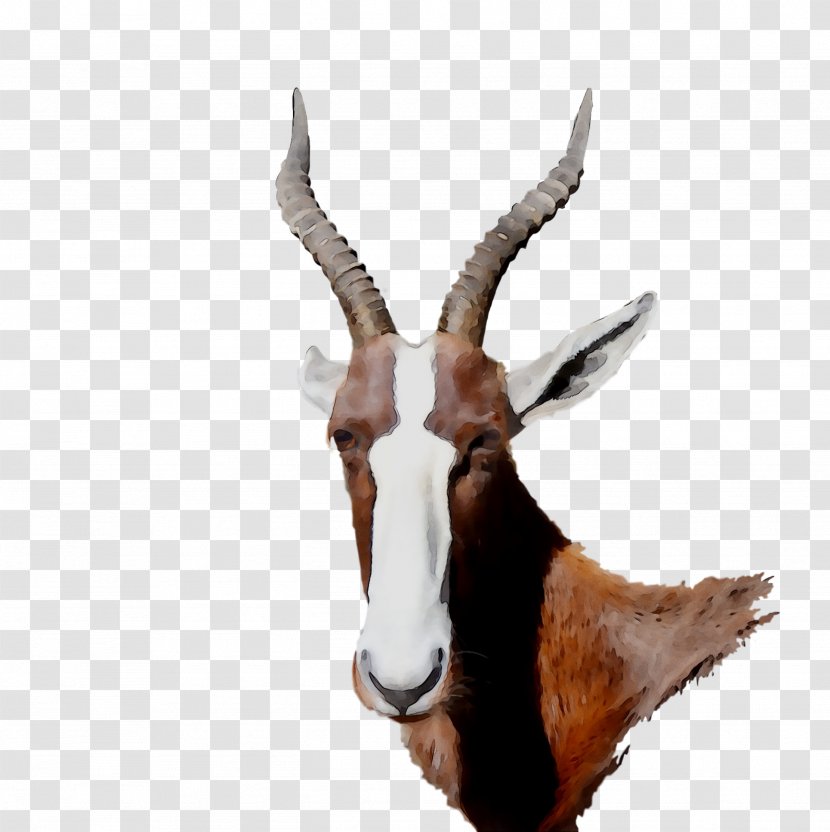 Gemsbok Hartebeest Springbok Trophy Hunting Deer - Fauna Transparent PNG