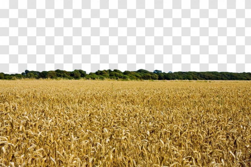Wheat Field Harvest Crop Agriculture - Golden Transparent PNG