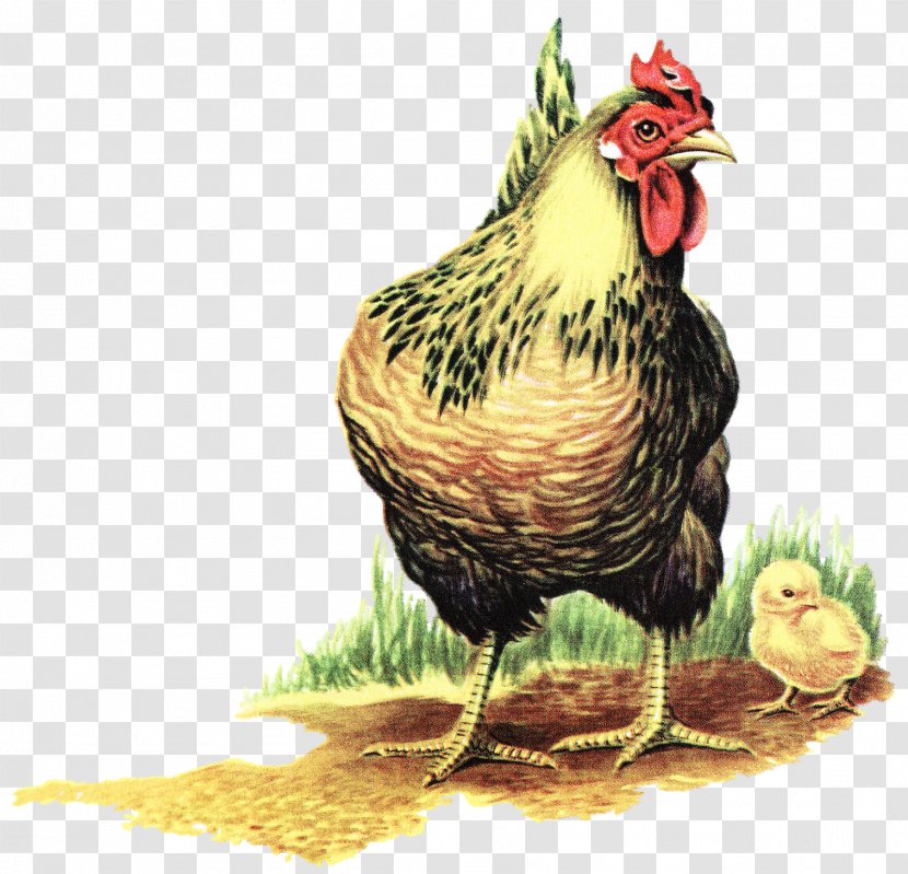 Chicken Phasianidae Bird The Little Red Hen Fowl - Stock Photography - Chickens Transparent PNG