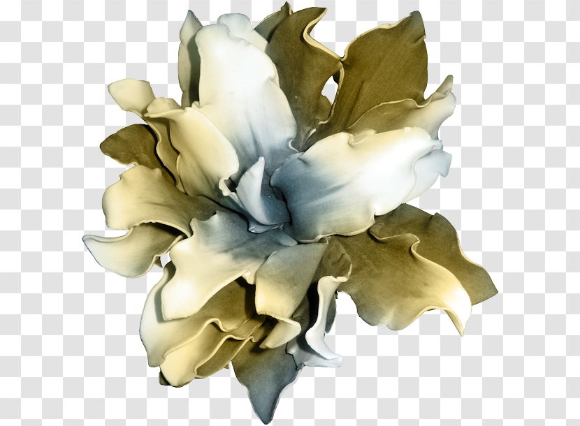 Flower Polyvore Lilium Clip Art - Rose Family Transparent PNG