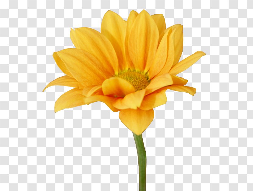 Transvaal Daisy Short Story Cut Flowers Plant Chrysanthemum - Hallowween Transparent PNG