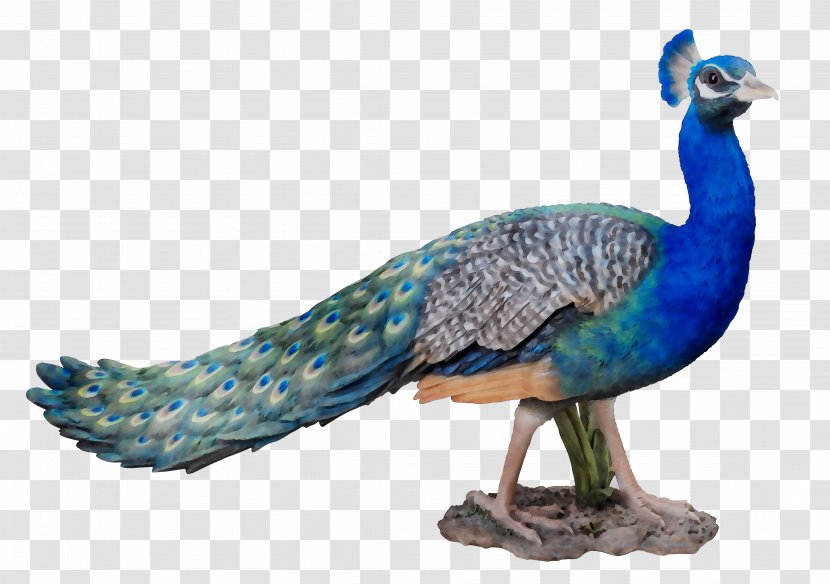 Peafowl Feather Cobalt Blue Fauna - Galliformes Transparent PNG