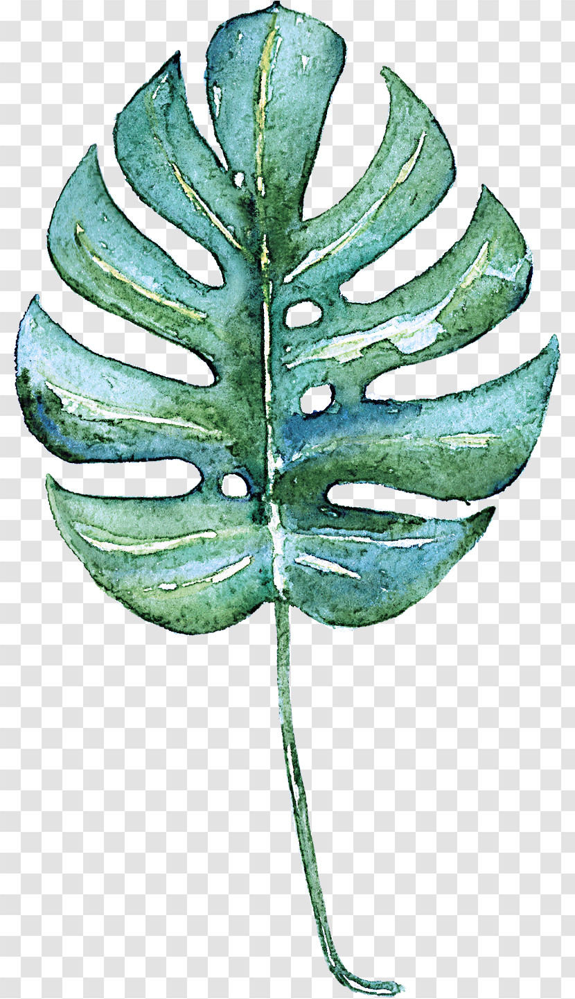 Leaf Green Plant Tree Vascular Plant Transparent PNG
