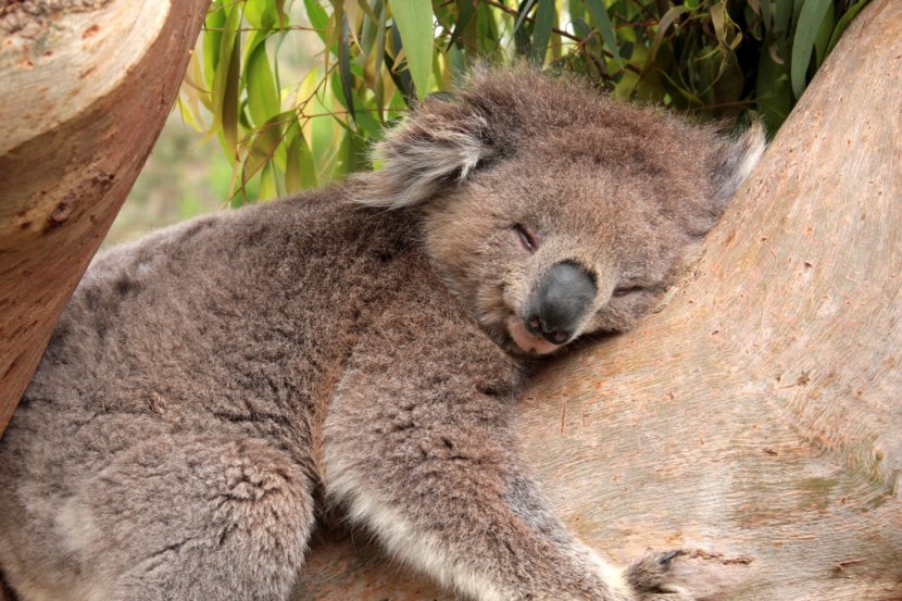 Koala Sleep Desktop Wallpaper Gum Trees Cuteness Transparent PNG