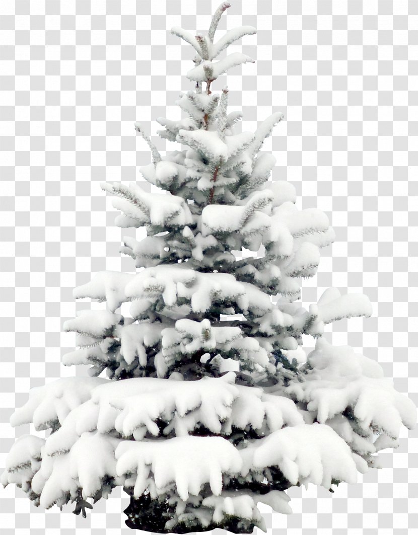 Snow Tree Pine Christmas Wallpaper - Spruce Transparent PNG
