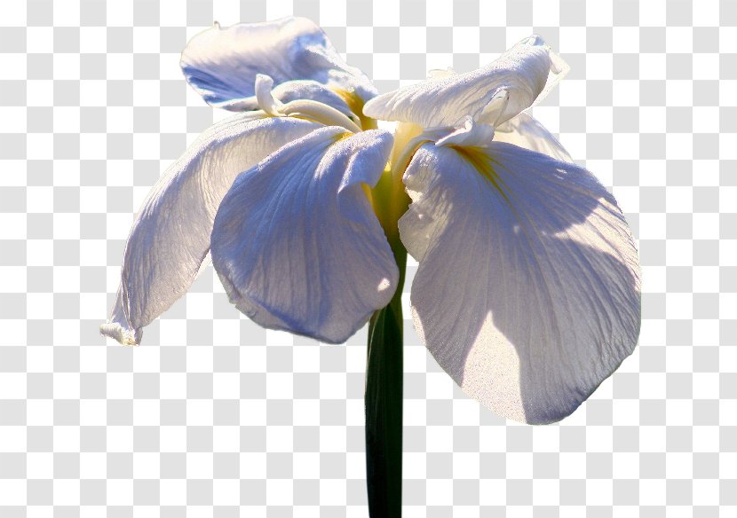 Irises Flower Petal Clip Art - Garden Roses Transparent PNG
