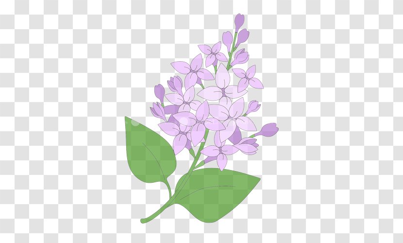 Lavender - Plant Transparent PNG