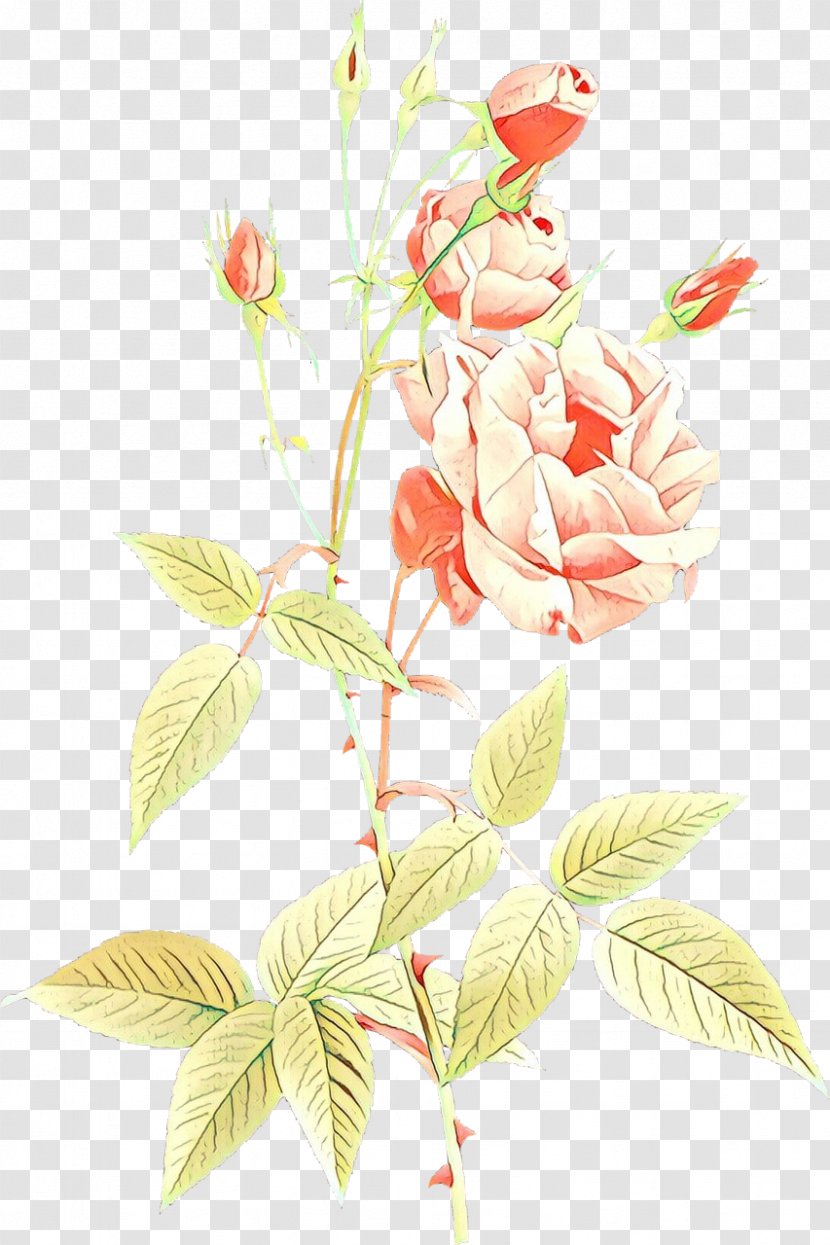 Garden Roses Painting The Parasol Cabbage Rose - Plant Stem - Anthurium Transparent PNG