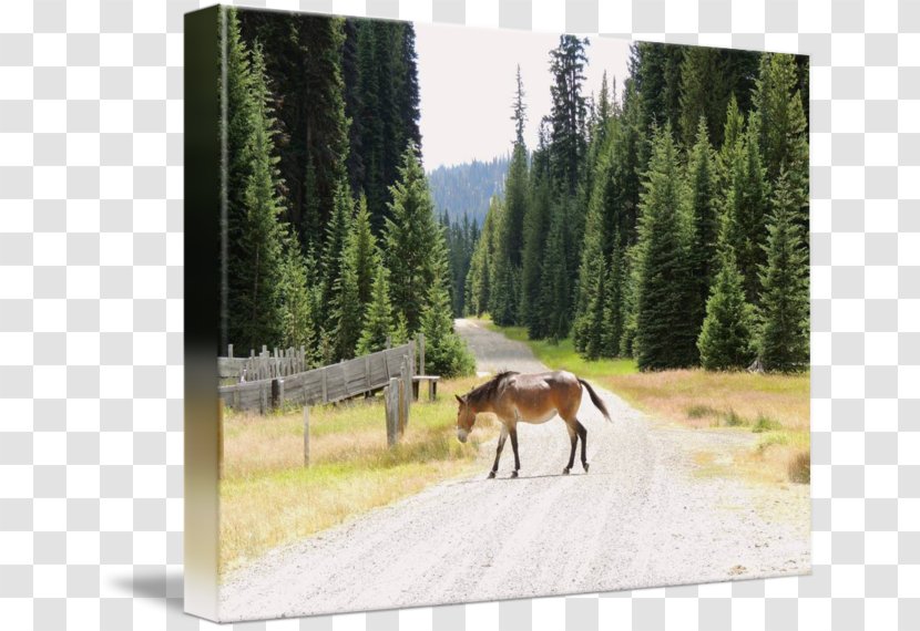Mustang Mare Nature Reserve Pack Animal Wildlife - Mammal - Cross The Road Transparent PNG