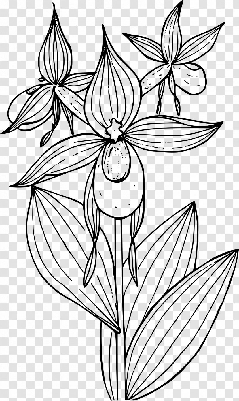 Lady's Slipper Orchids Cypripedium Reginae Montanum Clip Art - Flower Sketch Transparent PNG