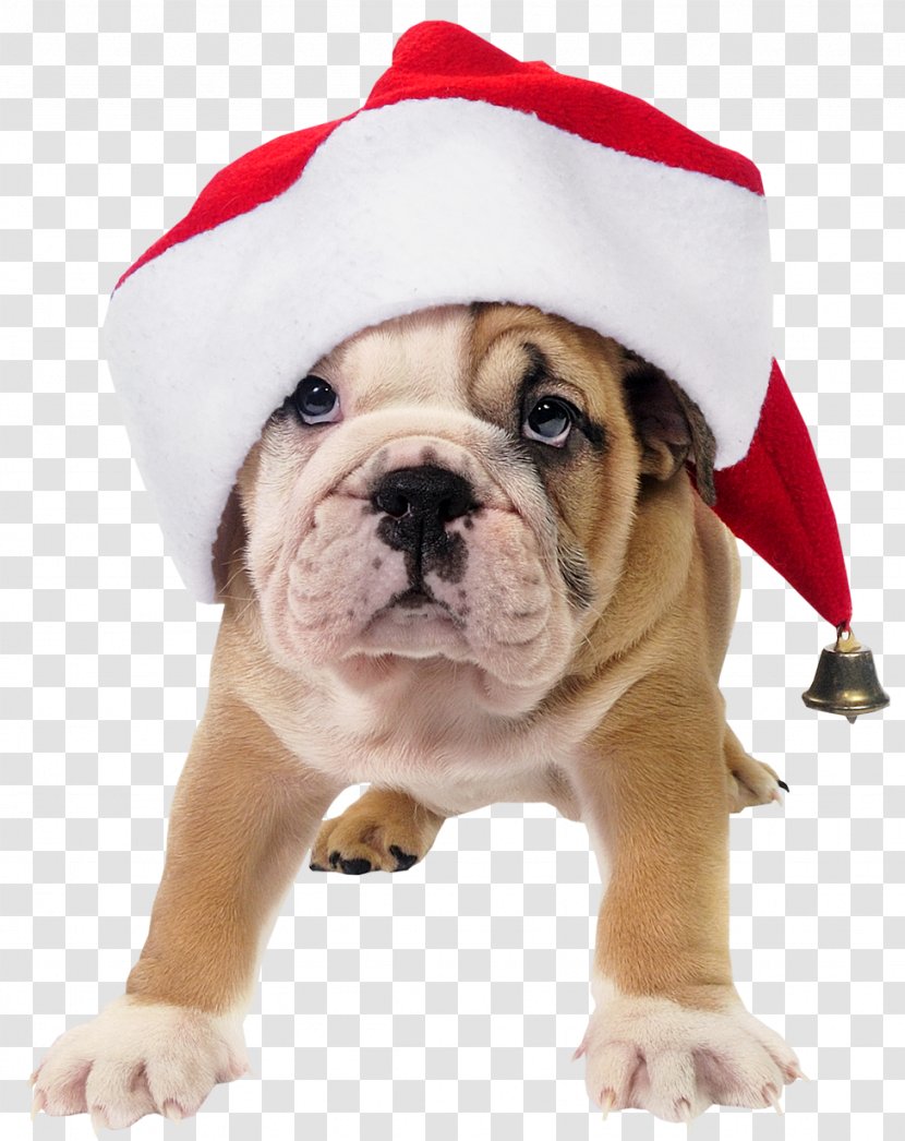 French Bulldog Toy Santa Claus Puppy - Vertebrate - Cute Dog With Hat Transparent Picture Transparent PNG