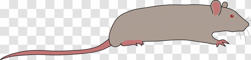 Rat Murids Rodent Mouse Clip Art - Muroidea Transparent PNG