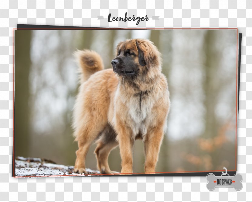 Dog Breed Leonberger Tibetan Spaniel Eurasier Newfoundland - Purebred - Puppy Transparent PNG