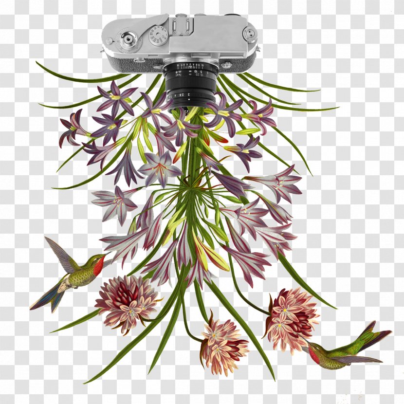 Flower Collage Botany Petal Illustration - Tree - FIG Camera Plant Flowers Transparent PNG