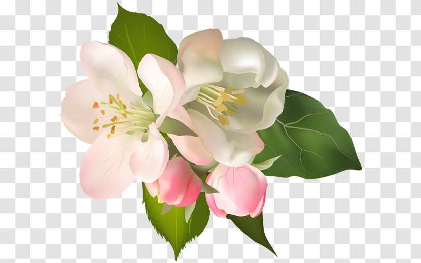 Blossom Floral Design Flower Clip Art Transparent PNG