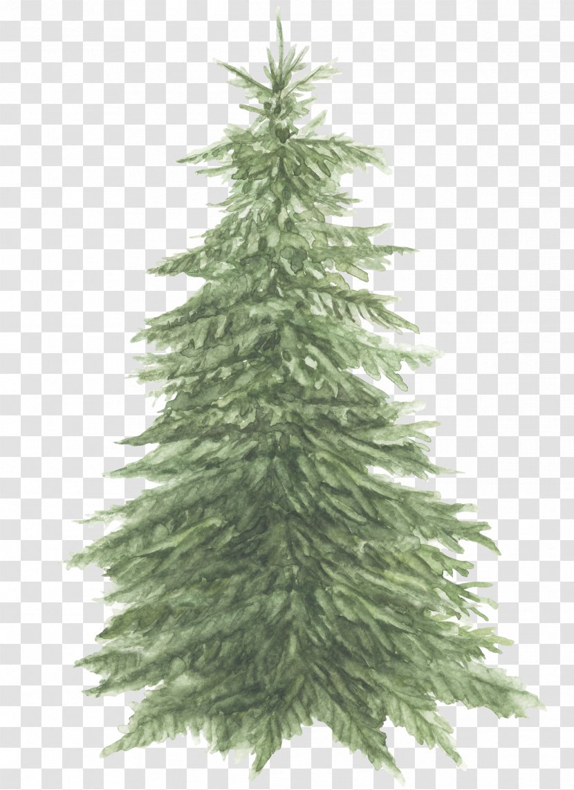 Spruce Pine The Bedlam Stacks Fir Christmas Tree - Ornament Transparent PNG