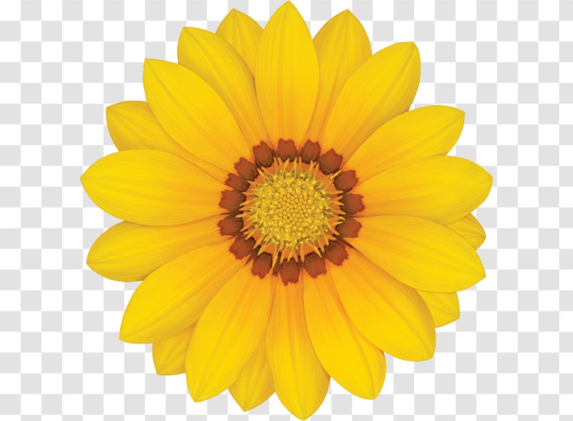 Common Sunflower Yellow Stock Photography Transvaal Daisy - Gazania Transparent Transparent PNG