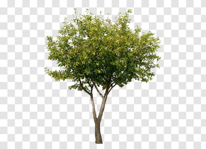 Tree Tipa Stock Photography - Branch Transparent PNG