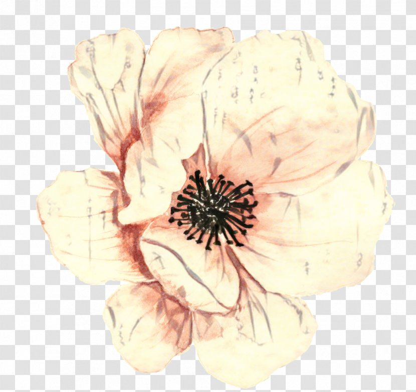 Modern Abstract Background - Art - Magnolia Anemone Transparent PNG