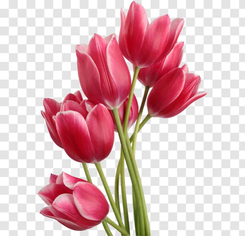 Tulip Computer File - Seed Plant - Tulips Image Transparent PNG