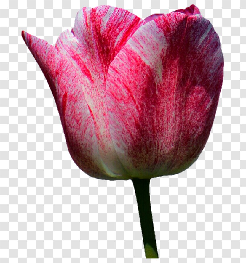 Tulip Flower Plant Stem Petal - Poppy - Pink Transparent PNG