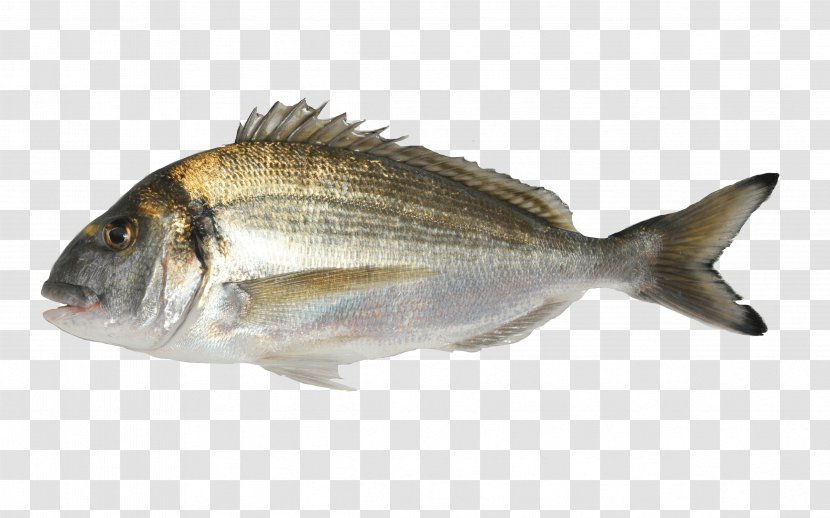 Oily Fish Gilt-head Bream Aquaculture Agriculture - Fauna Transparent PNG