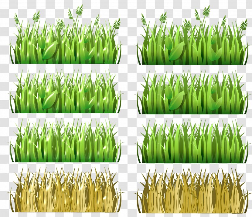 Wheatgrass Vetiver Cereal Food Grain - Grass Family - Pasto Transparent PNG