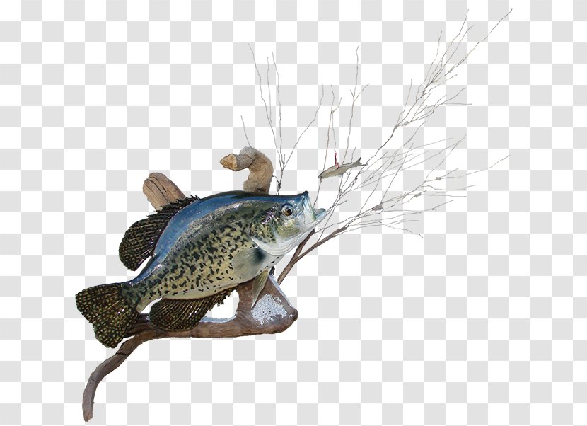 Black Crappie AZ Wildlife Creations White Rainbow Trout Largemouth Bass - Mounted Transparent PNG