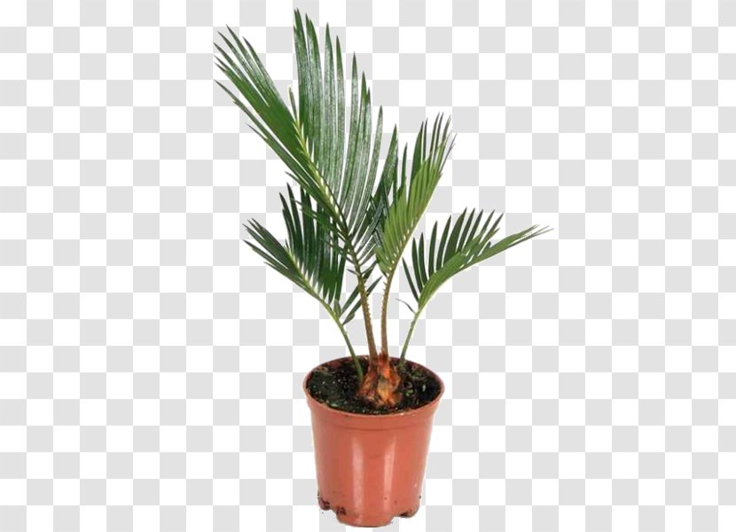 Asian Palmyra Palm Sago Houseplant Arecaceae - Seed - Plant Transparent PNG