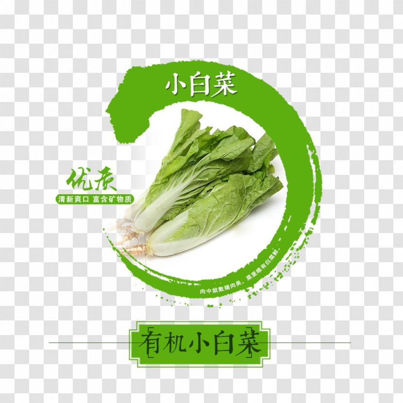 Organic Food Bok Choy - Frame - Cabbage Transparent PNG