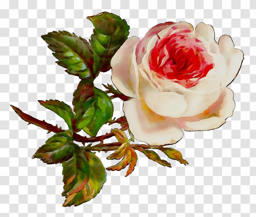 Garden Roses Cabbage Rose Floribunda Cut Flowers Floral Design - Plant - Flowering Transparent PNG