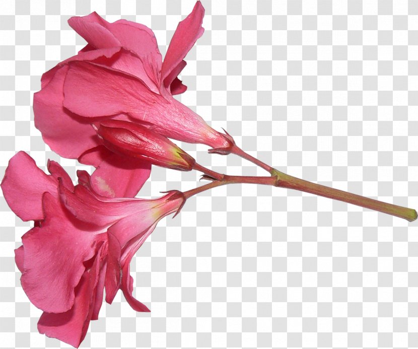 Rose Family Cut Flowers Pink M Plant Stem Transparent PNG