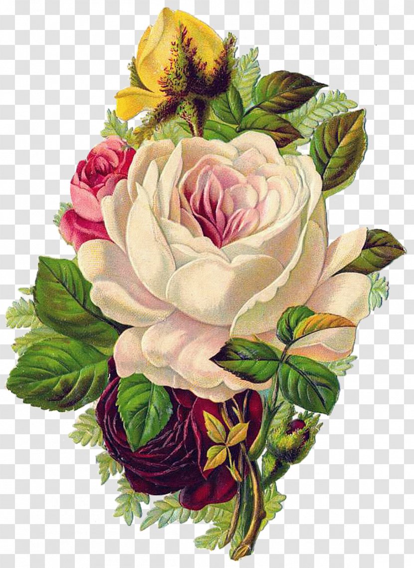 Centifolia Roses Vintage Clothing Flower - Victorian Transparent PNG