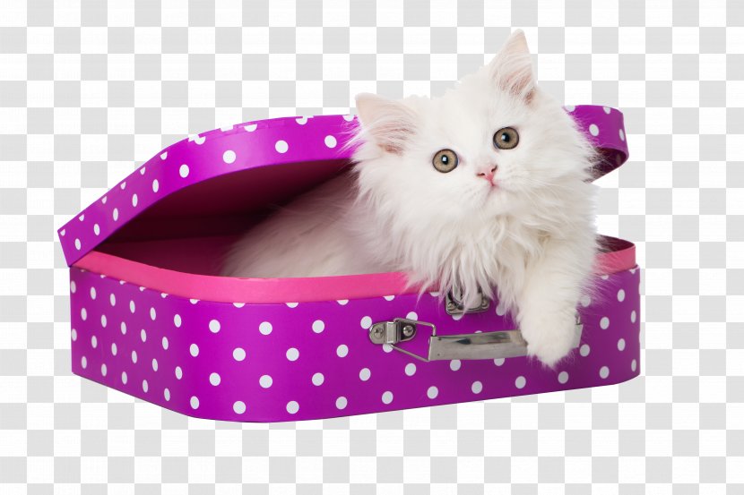 Persian Cat Himalayan Kitten Food Pet - Carnivoran - Cartridges Transparent PNG