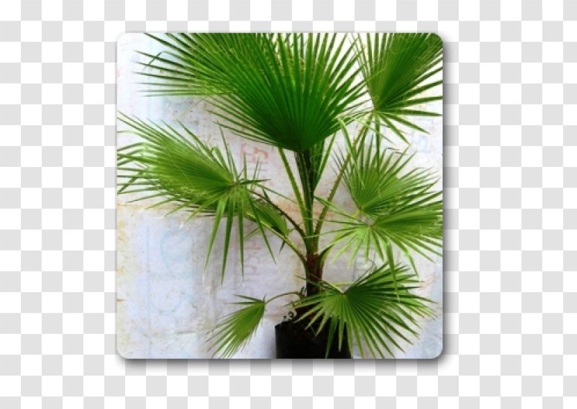 Arecaceae Plant Areca Palm Tree Washingtonia - Nursery - Wood Table Transparent PNG