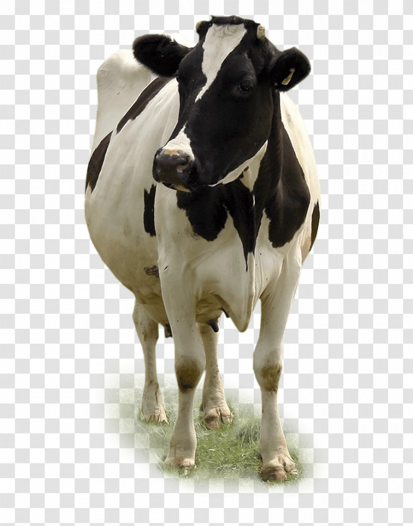 Dairy Cattle Miglioranza S.R.L. Calf Beef - Horn Transparent PNG