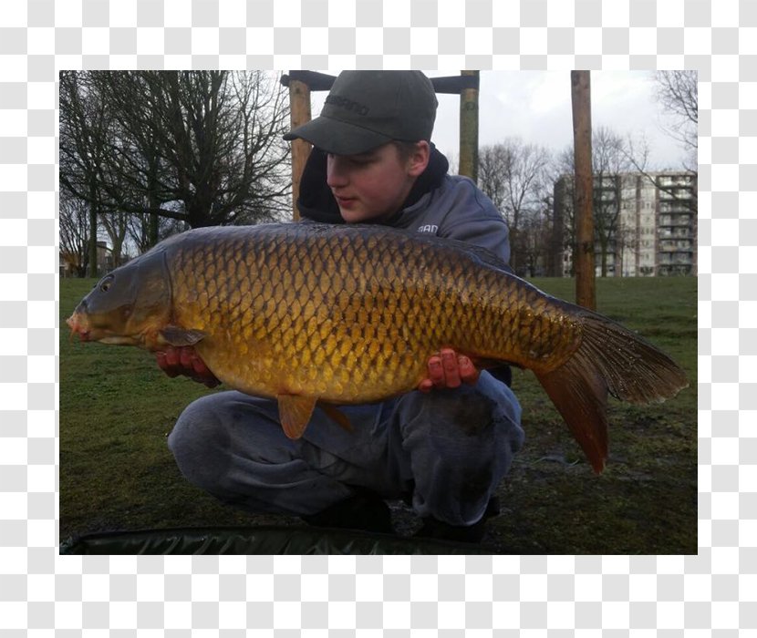 Carp Angling Italy Netherlands Fish - Italian People Transparent PNG