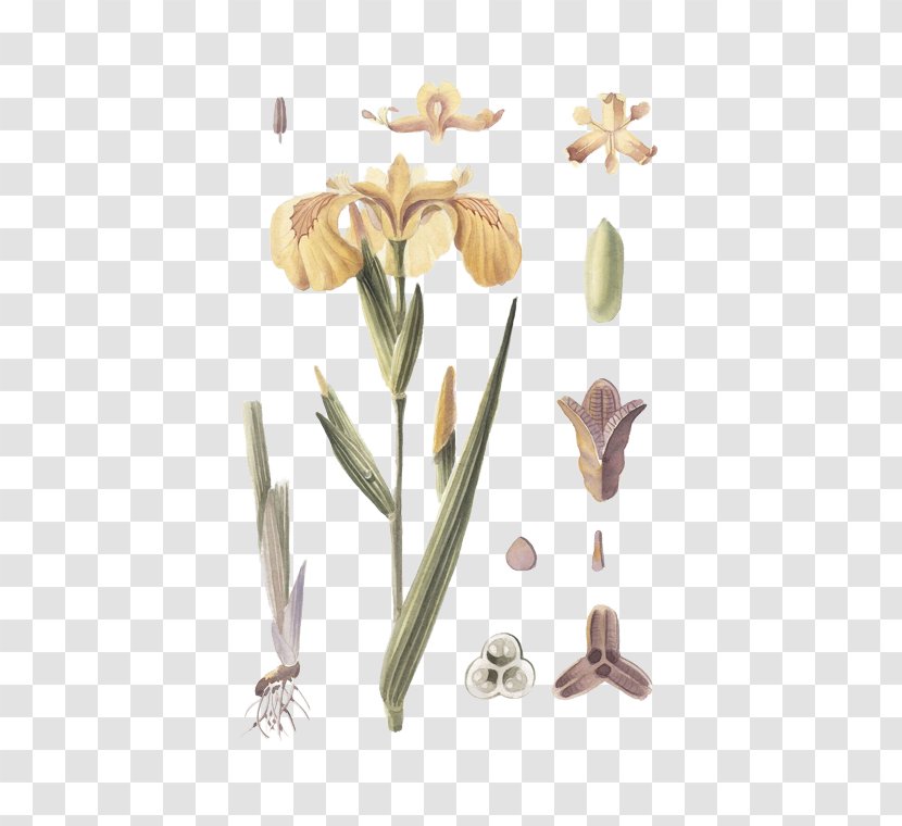 Petal Cut Flowers - Plant Stem - Iris Pseudacorus Transparent PNG