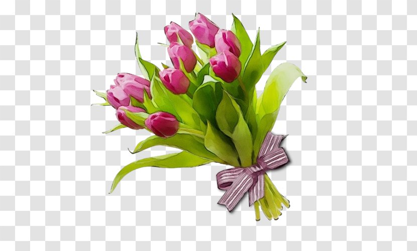 Background Womens Day - Birthday - Anthurium Plant Stem Transparent PNG